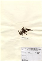 藏品(網胰藻)的圖片